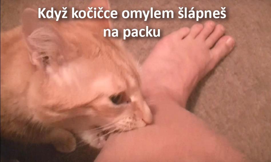 Obrázek plomin-fixed
