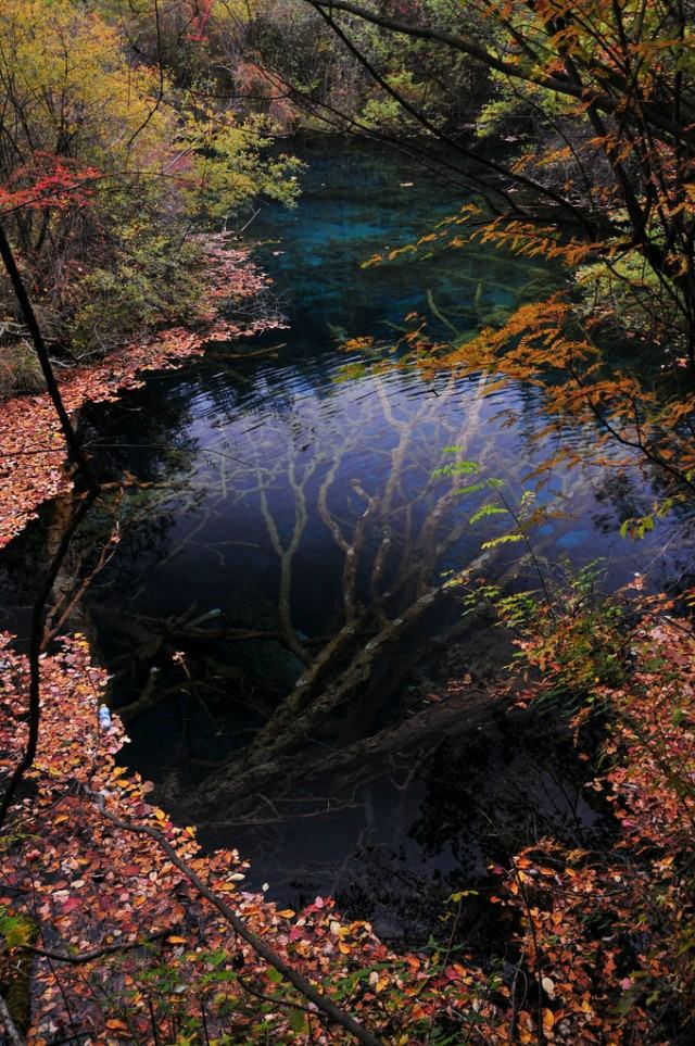 Obrázek podvodny strom Jiuzhaigou Valley