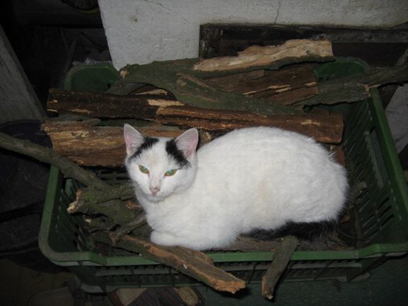 Obrázek pohodlne kocici spani II