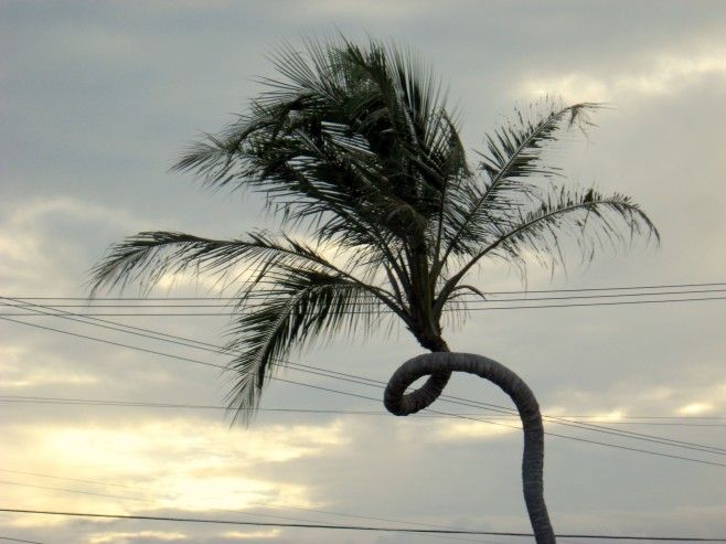 Obrázek pokroucena palma