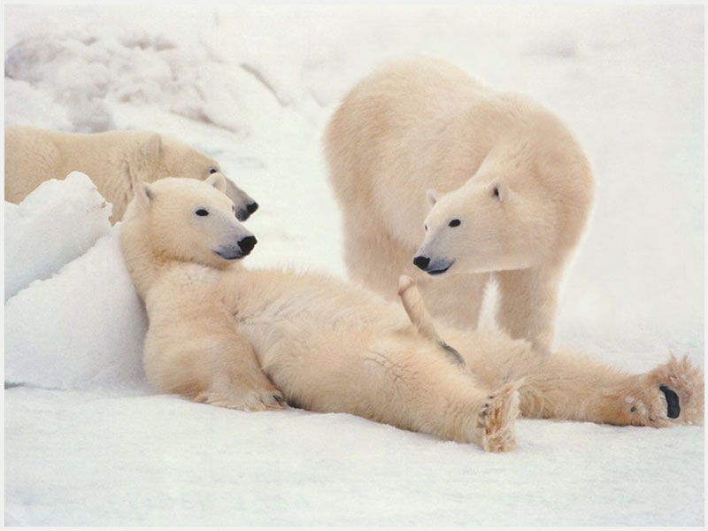 Obrázek polar-bears