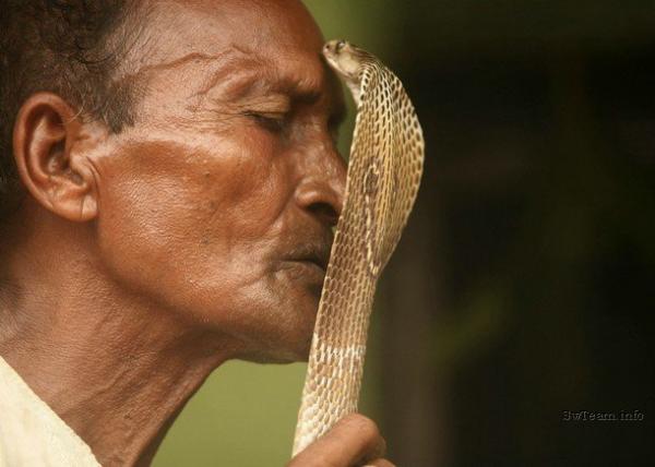 Obrázek polibek kobry