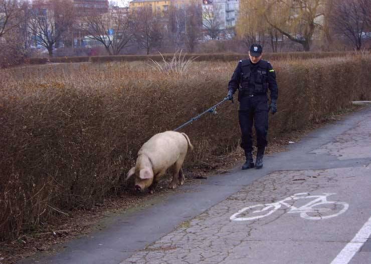 Obrázek policie akce4