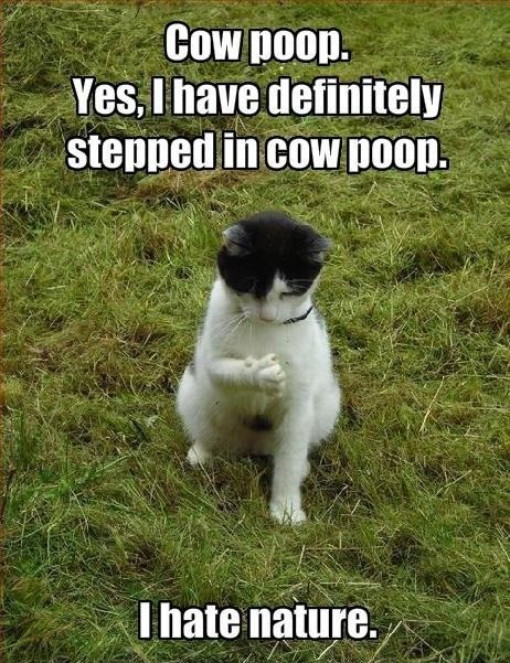 Obrázek poop