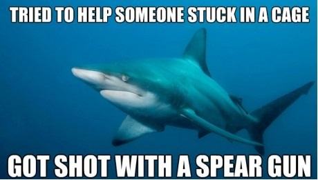 Obrázek poor shark