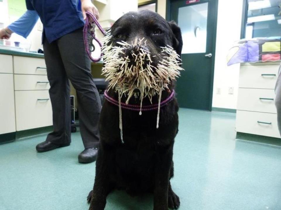 Obrázek porcupine vs dog 1-0