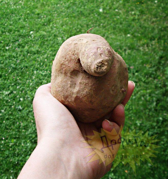 Obrázek porno brambora