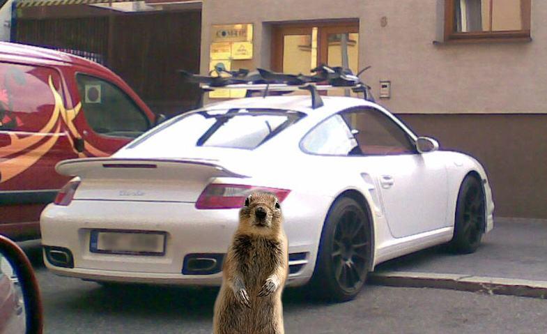 Obrázek porshe lol Squirrel