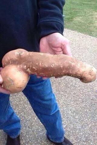 Obrázek potato 