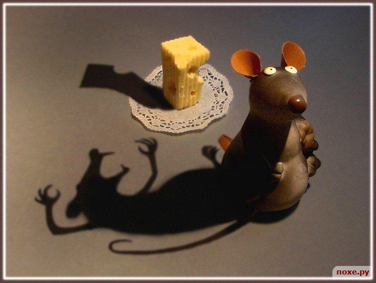 Obrázek potkan