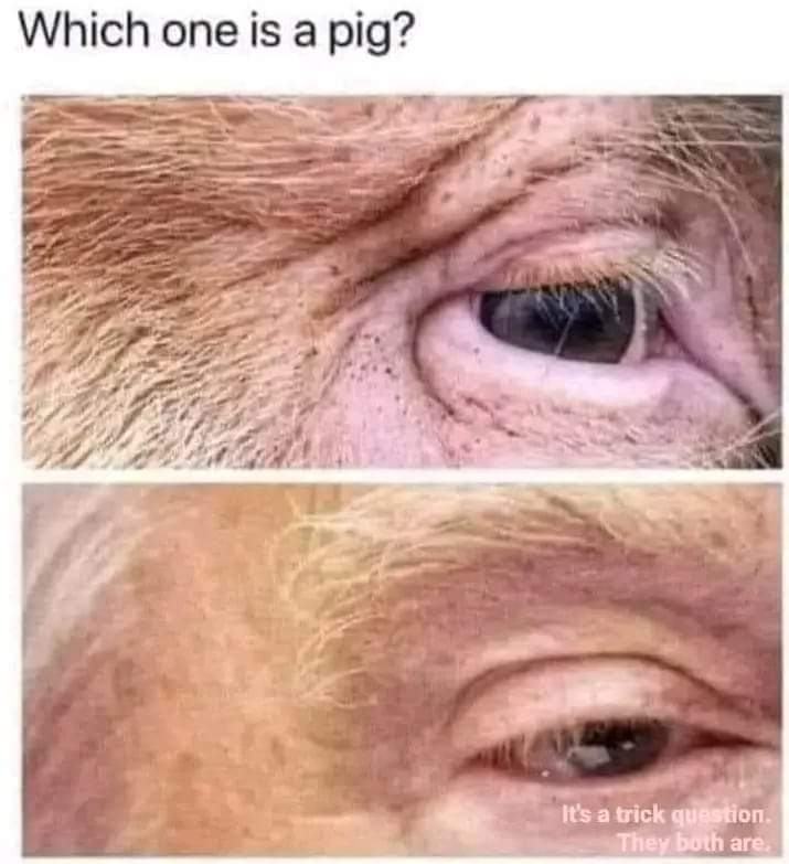 Obrázek pozor&nbsp;chytak