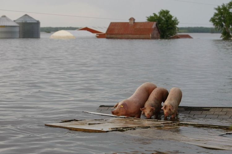 Obrázek prasata v koncich