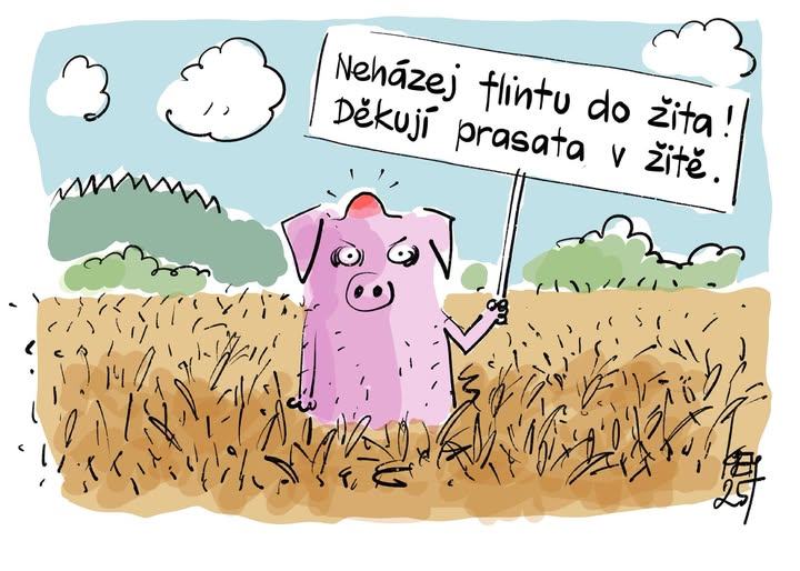 Obrázek prasata v zite