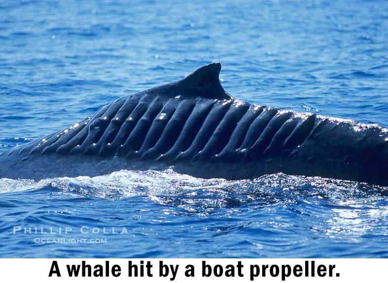 Obrázek prejeta velryba