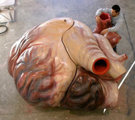 Obrázek presny model velrybiho srdce