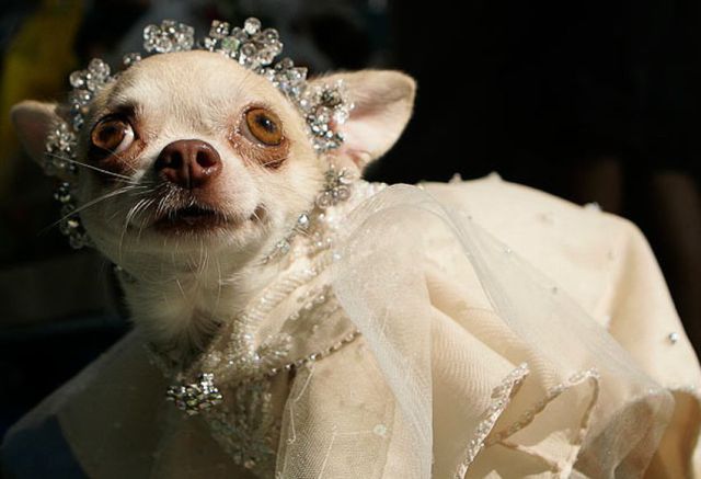 Obrázek princess chiwawa