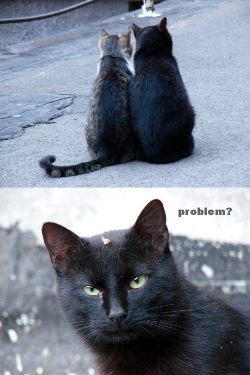 Obrázek problem cat