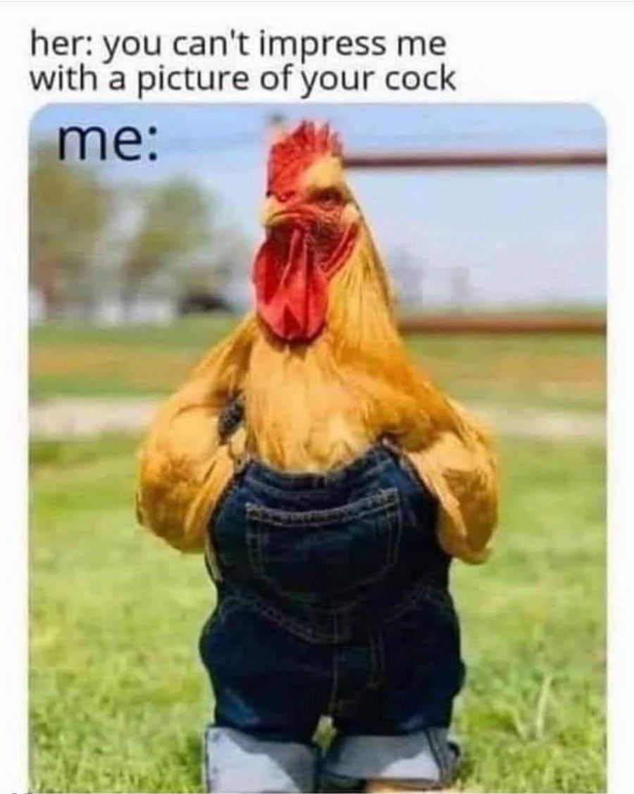 Obrázek proper dickpick 