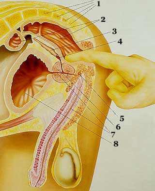 Obrázek prostata