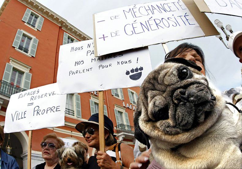 Obrázek psi demonstrant