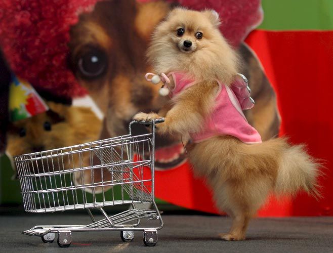 Obrázek psi nakupy