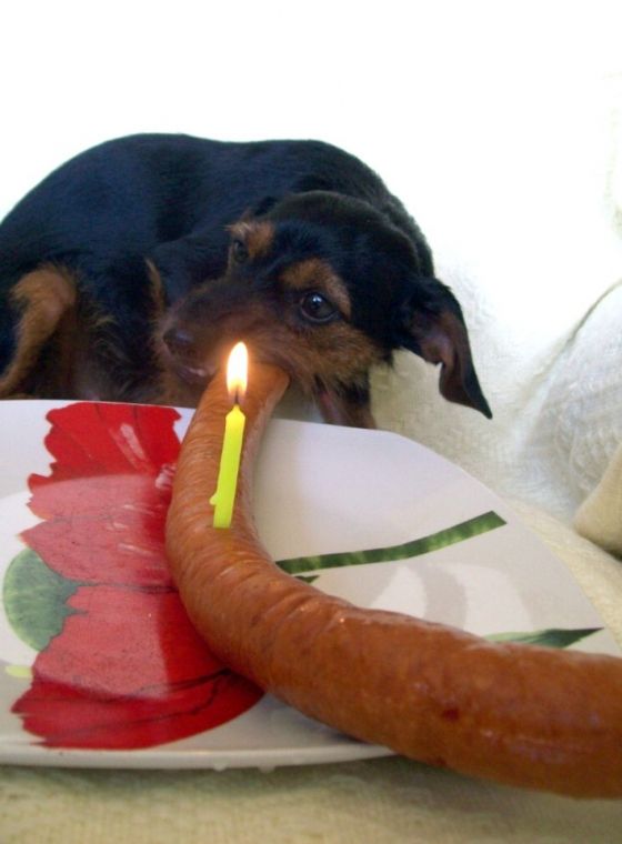 Obrázek psi narozeniny
