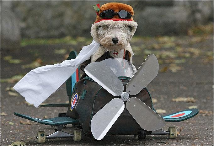 Obrázek psi pilot