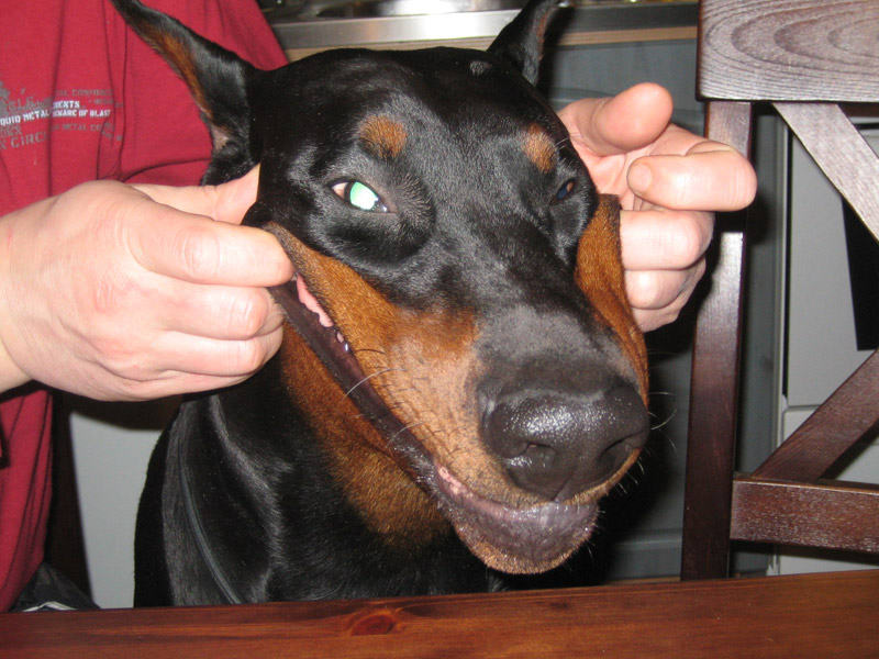 Obrázek psi usmev