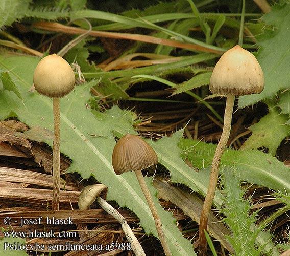 Obrázek psilocybe semilanceata a5988