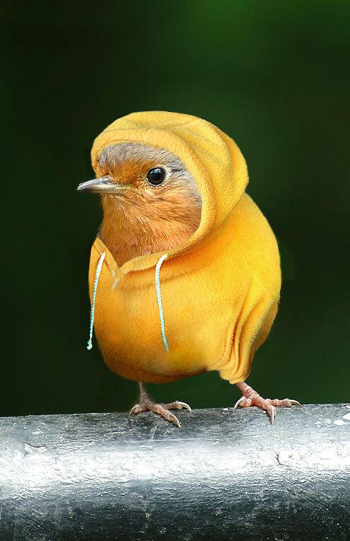 Obrázek ptaci moda