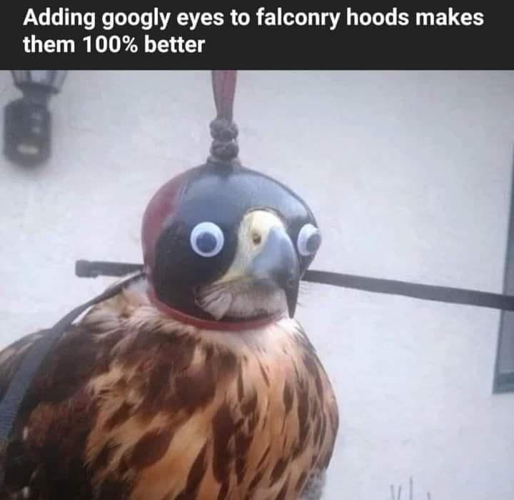 Obrázek ptak falconry