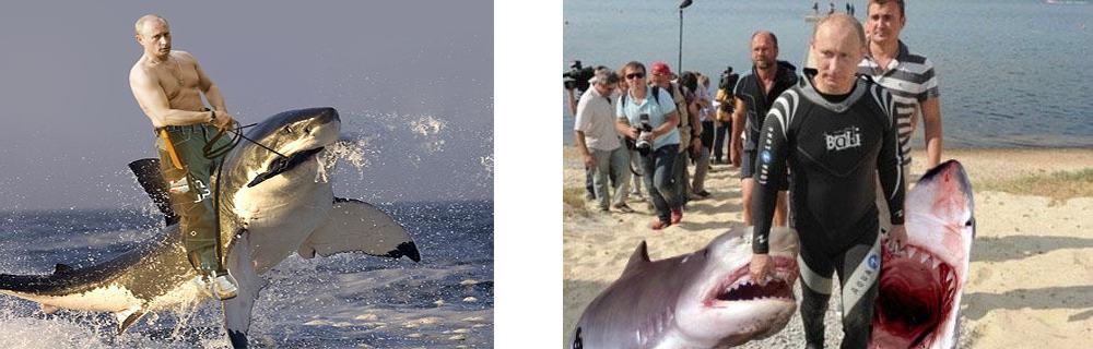 Obrázek putin shark before after