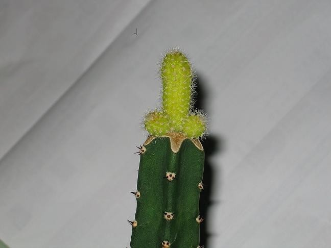 Obrázek pyj kaktusik