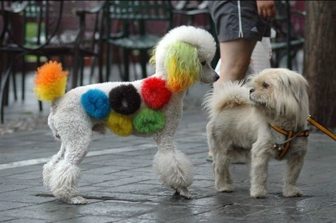 Obrázek rainbowdog