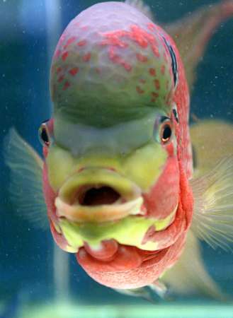Obrázek rainbowfish