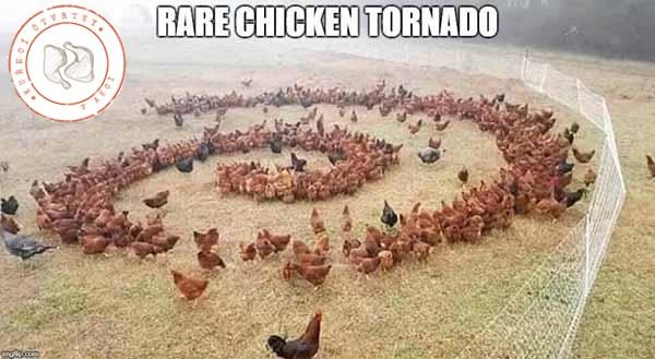 Obrázek rare-chicken-tornado