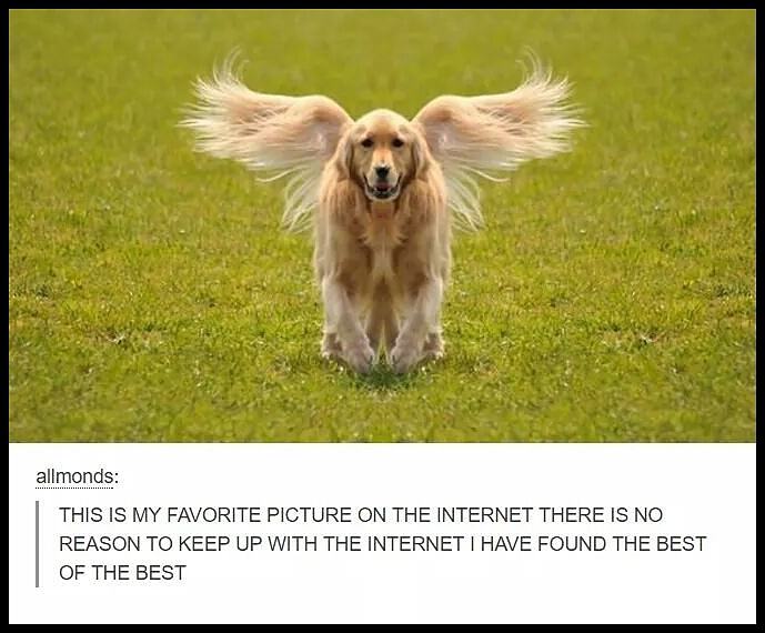 Obrázek rare angel doggo