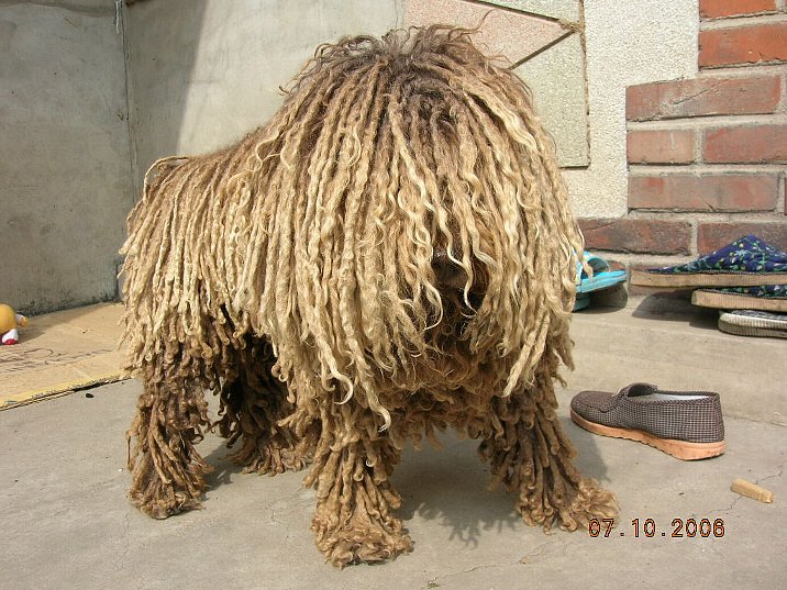 Obrázek rastafari dog 008