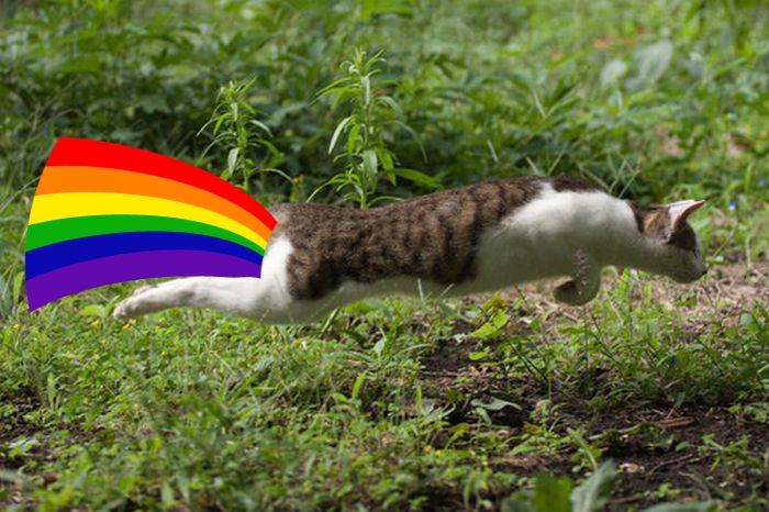 Obrázek real nyan cat II