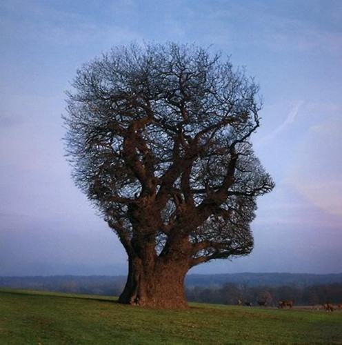 Obrázek real tree in Poland