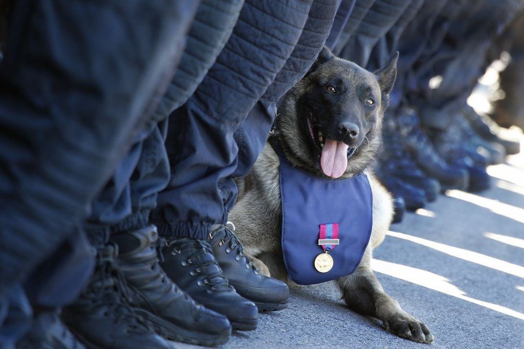 Obrázek realy dog hero