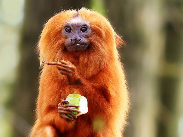 Obrázek redhead monkey