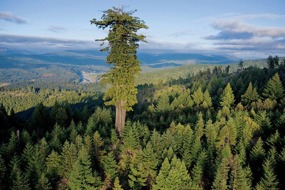 Obrázek redwood