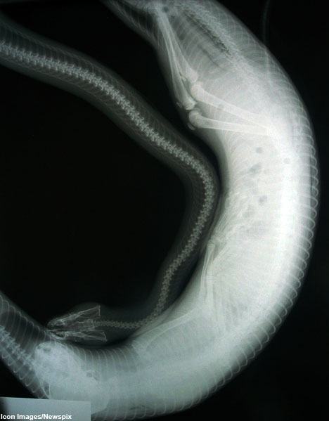 Obrázek rentgen hada co snedl kocku