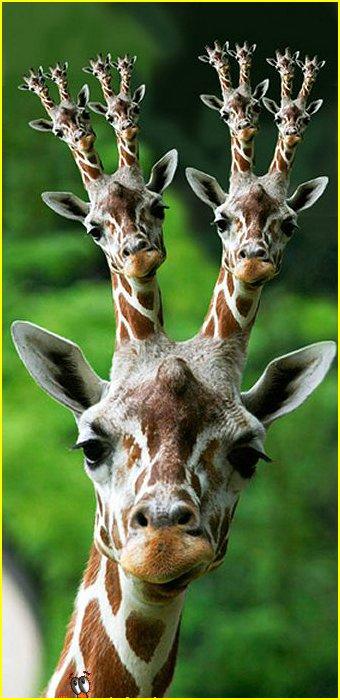 Obrázek repeating giraffe