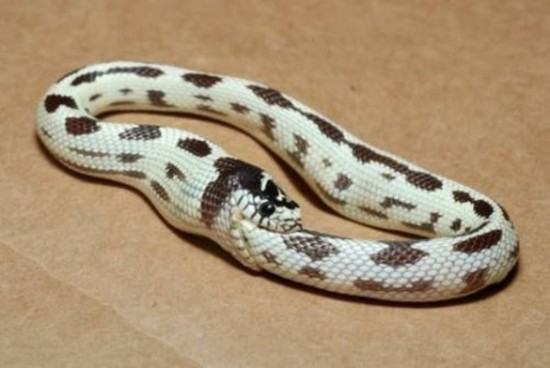 Obrázek retardovanej had