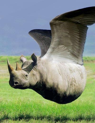 Obrázek rhino bird