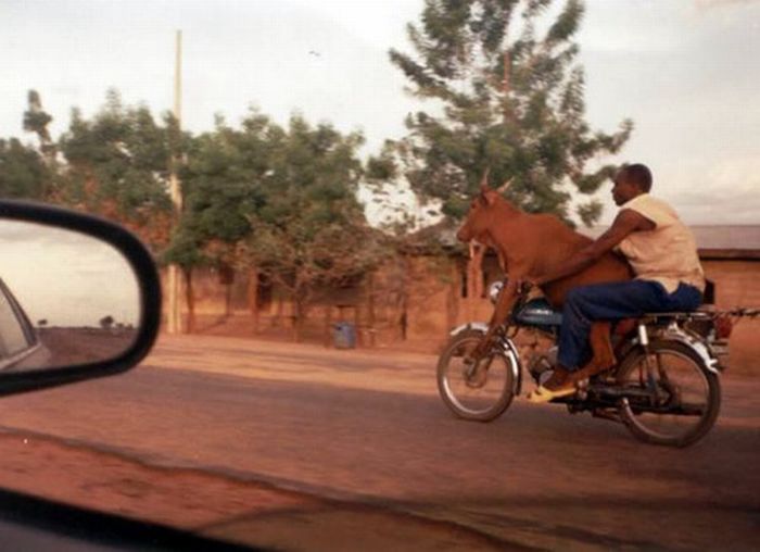 Obrázek riding cowbike