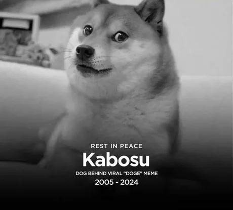 Obrázek rip doge