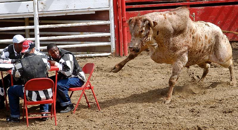 Obrázek rodeo nezvanejj host